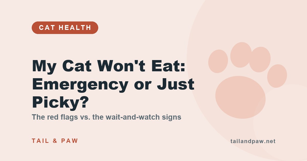 A concerned cat owner holding a food bowl while a tabby cat looks disinterested — the vet check on cat anorexia.
