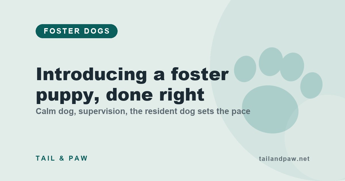 Four-step graphic for introducing a foster puppy to a resident dog: calm dog, supervision, resident dog sets the pace, positive associations