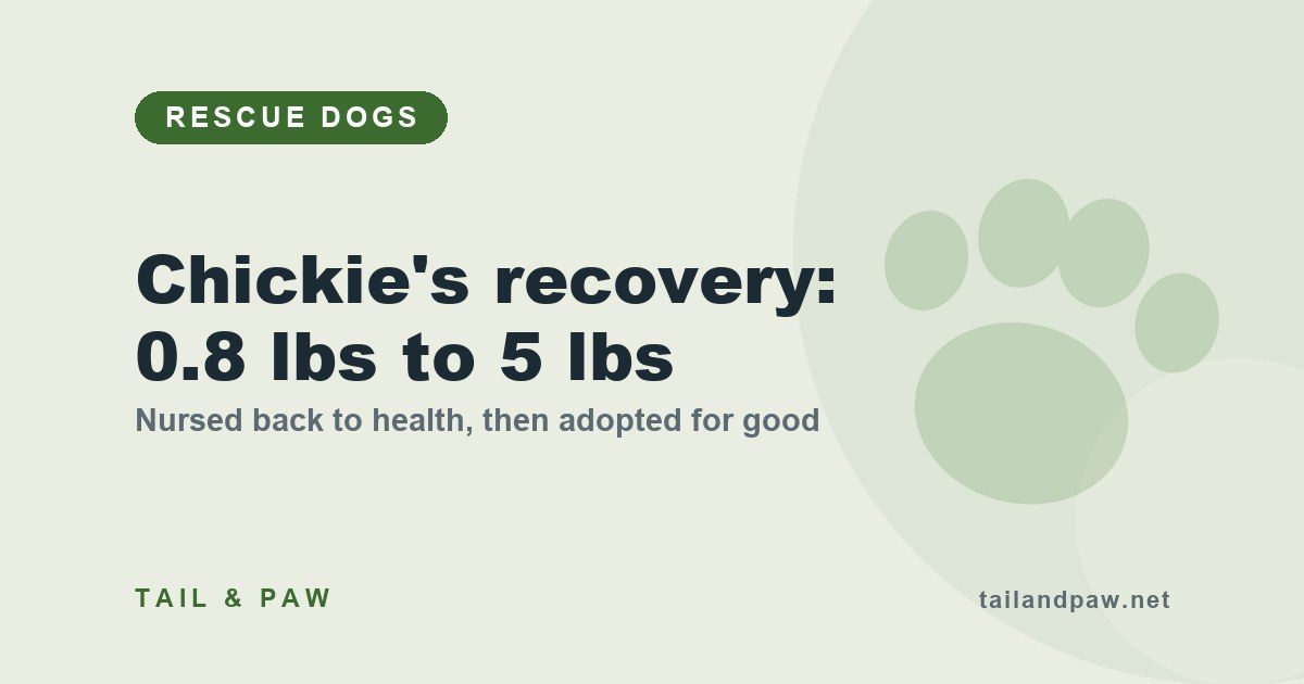 Recovery timeline graphic for Chickie the Maltese: 0.8 pounds at surrender, weeks of nursing care, 5 pounds and healthy today