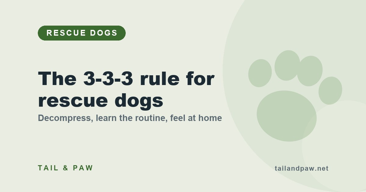 The 3-3-3 rule for rescue dogs: three days to decompress, three weeks to learn the routine, three months to feel at home